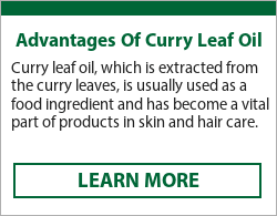  curry leaf essential oil for hair